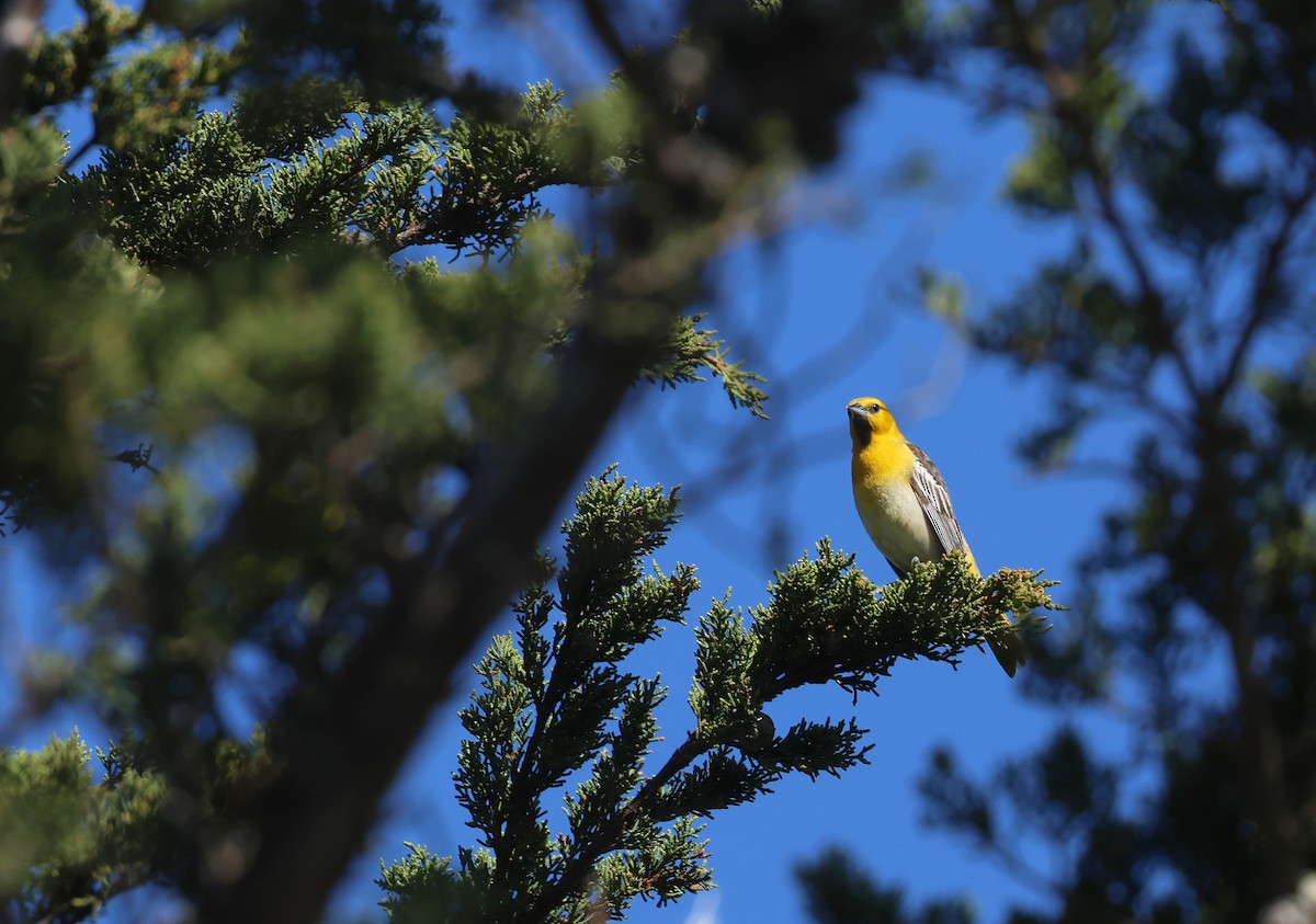 Bullock's Oriole - Bill Hubick