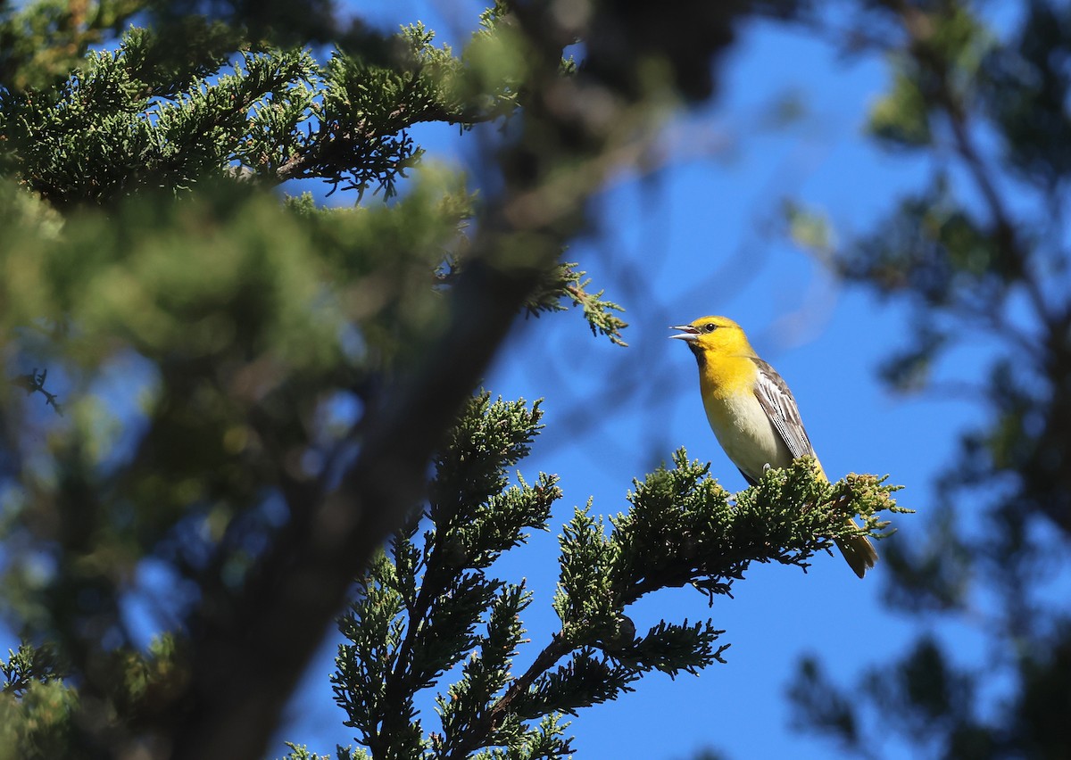 Bullock's Oriole - Bill Hubick