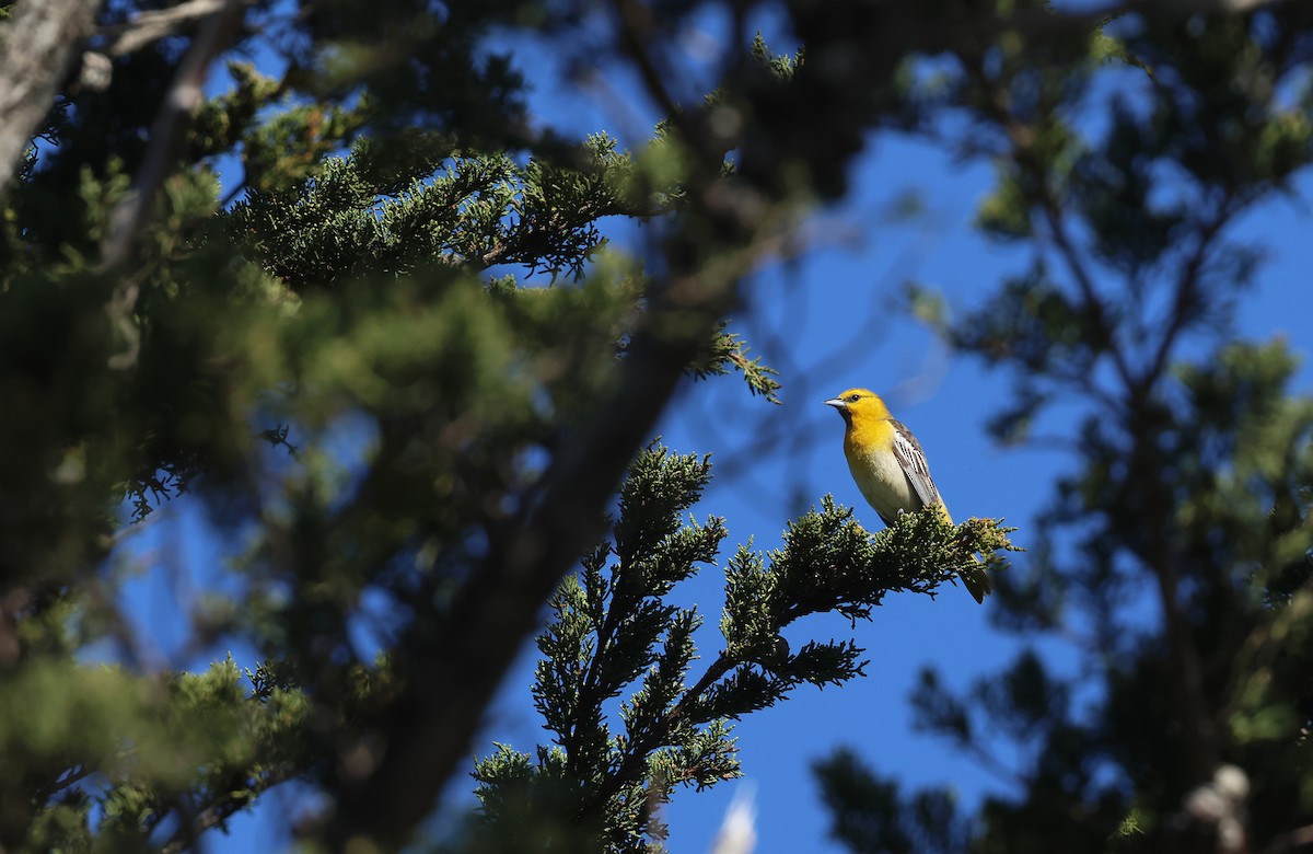 Bullock's Oriole - Bill Hubick