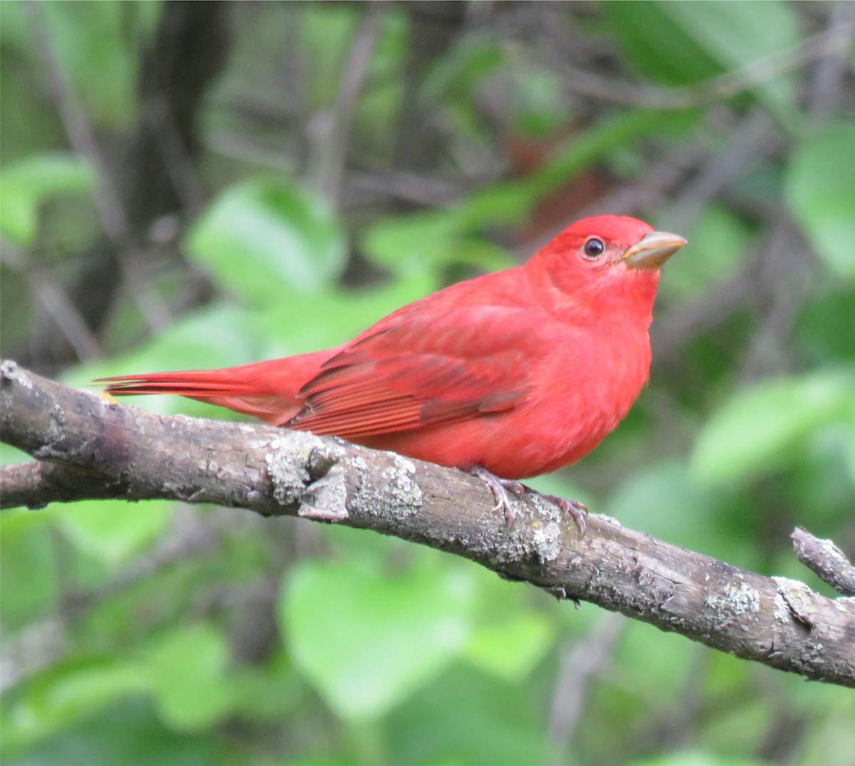 Summer Tanager - ML618781928