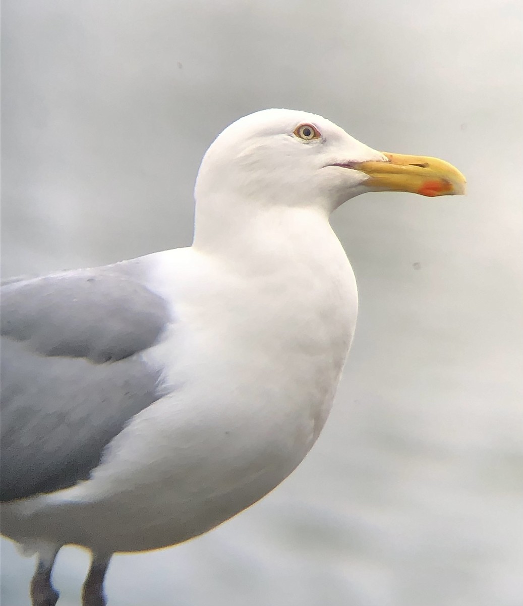 Herring Gull (American) - ML618781929