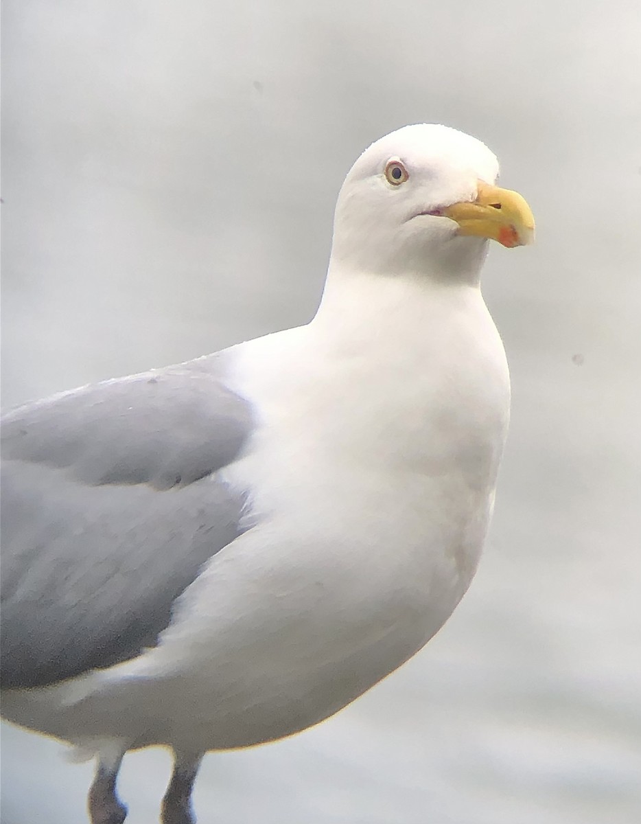 Herring Gull (American) - ML618781930