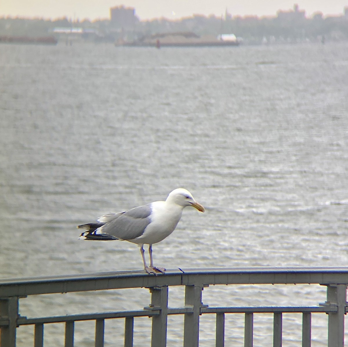 Herring Gull (American) - KZ F