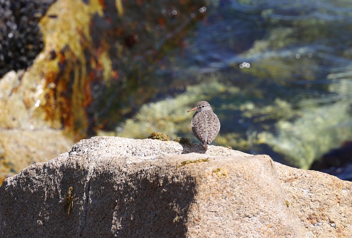 Spotted Sandpiper - Jeerapa Sookgaew