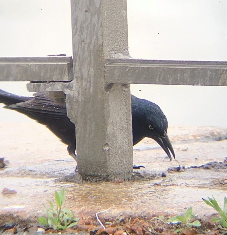 Common Grackle - KZ F