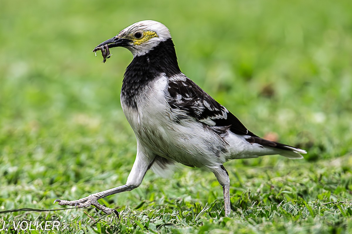 Black-collared Starling - Jack Volker