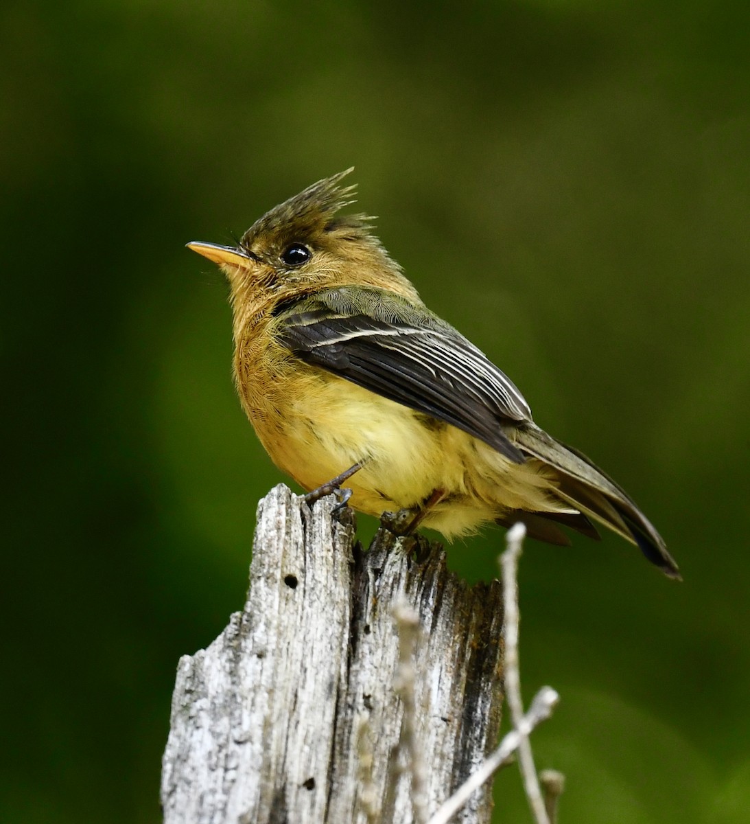 Tufted Flycatcher - Gayle Perrine