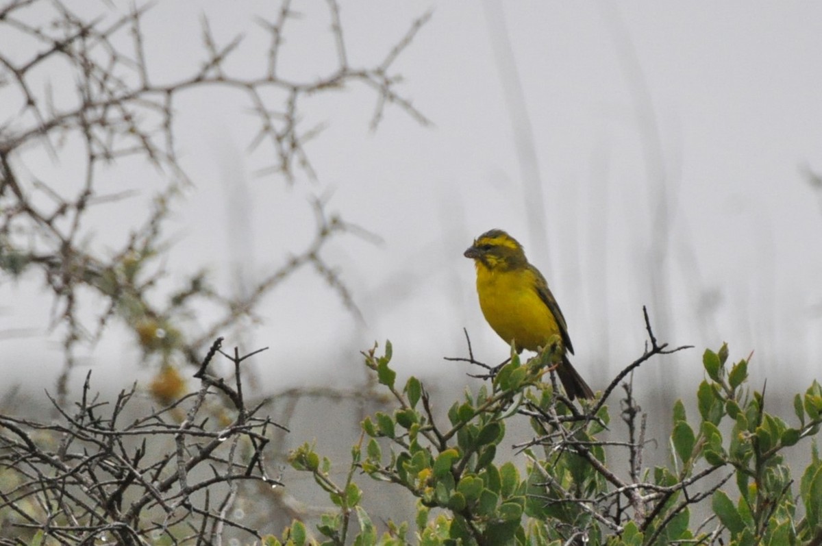 Yellow Canary - ML618781984