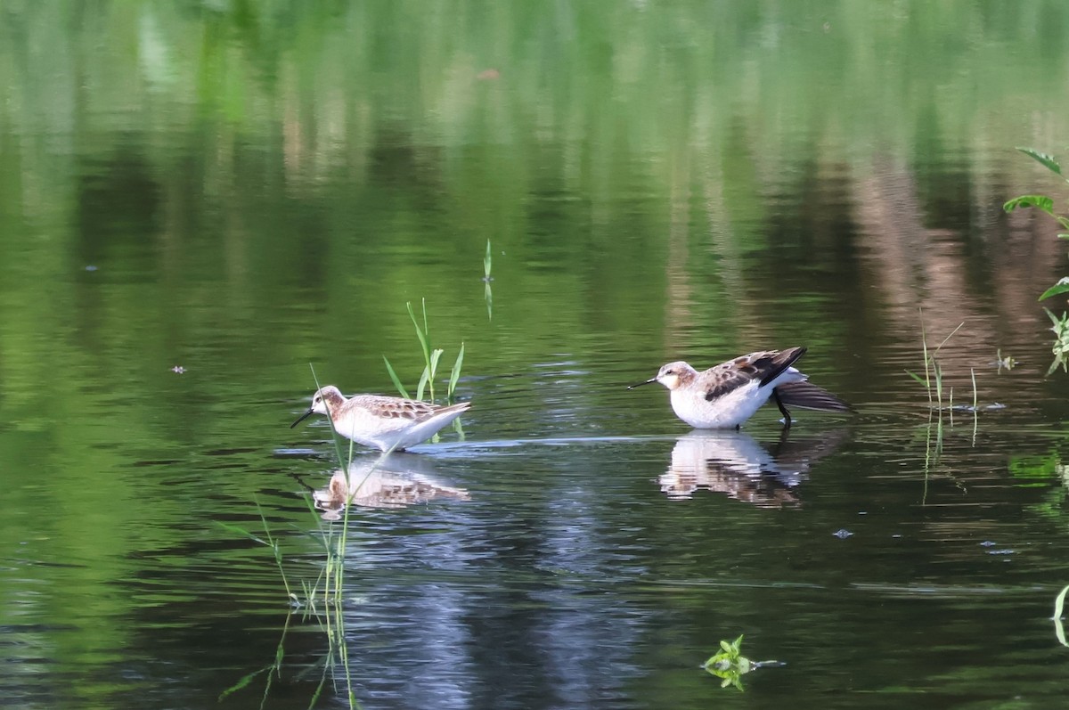 Wilson's Phalarope - Tricia Vesely