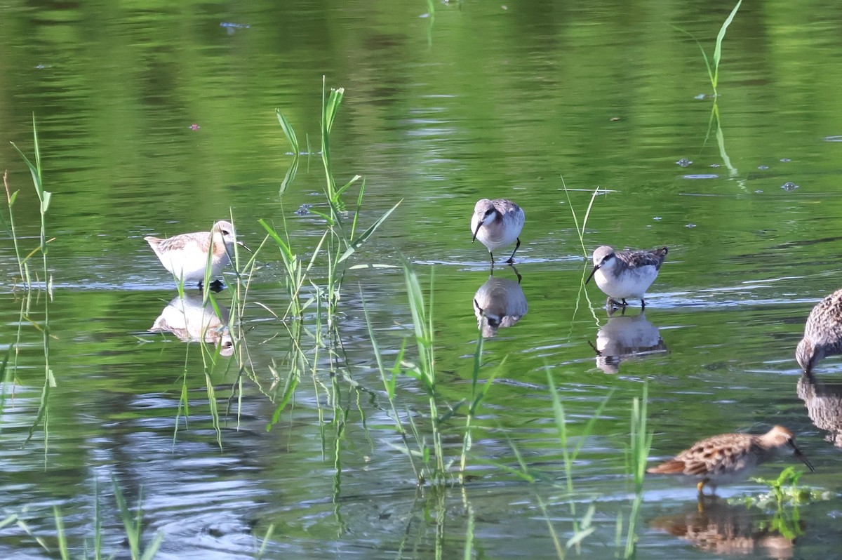 Wilson's Phalarope - Tricia Vesely