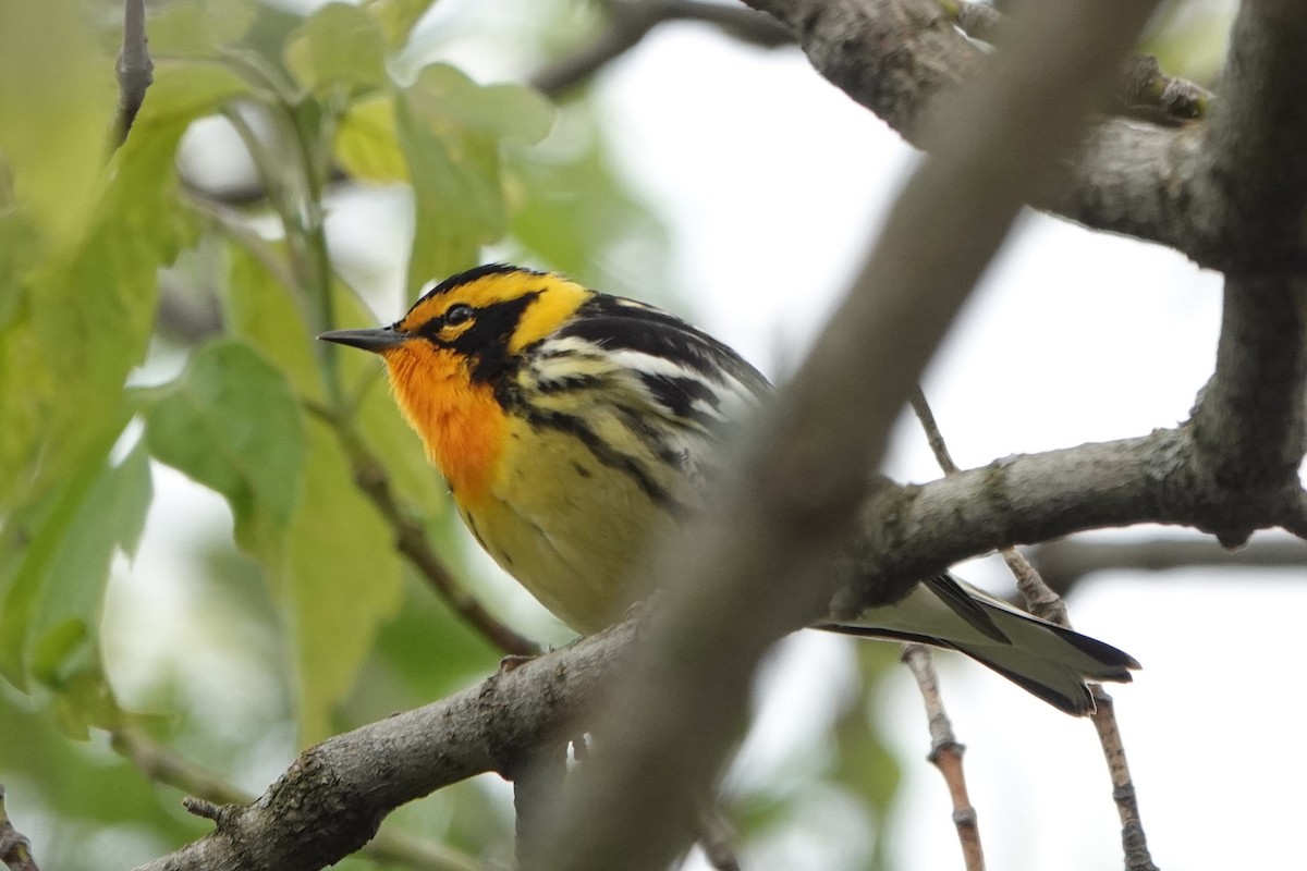 Blackburnian Warbler - mc coburn