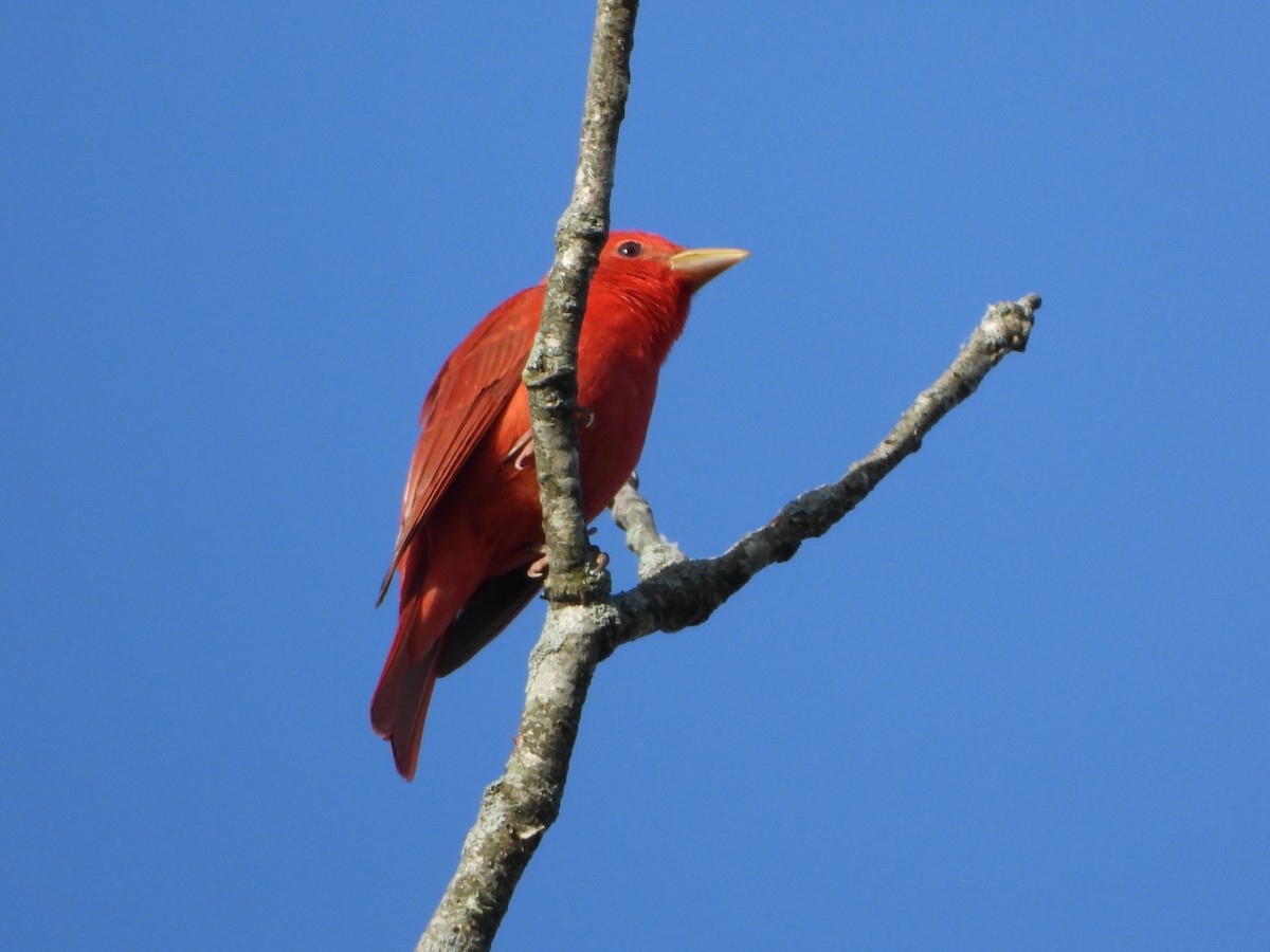 Summer Tanager - Constance Griner