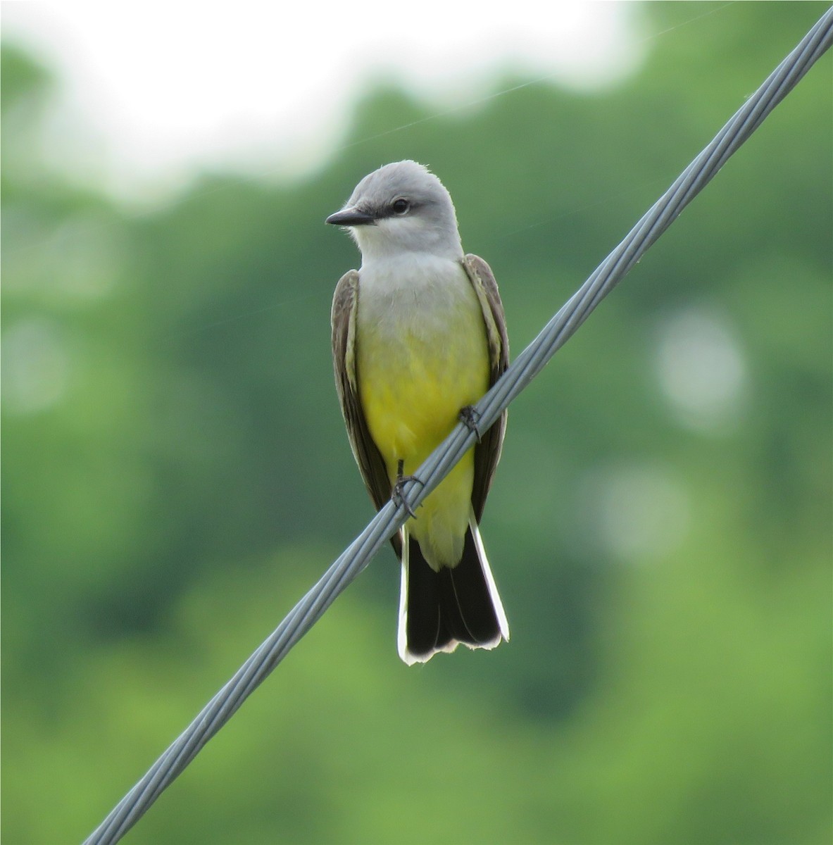 Western Kingbird - ML618782015