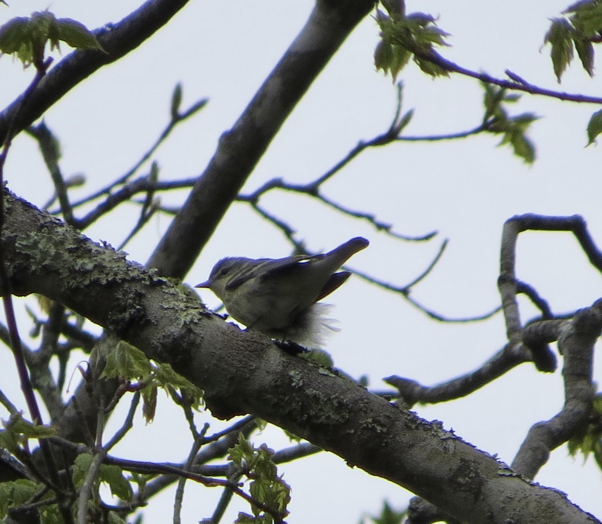 Blauwaldsänger - ML618782017