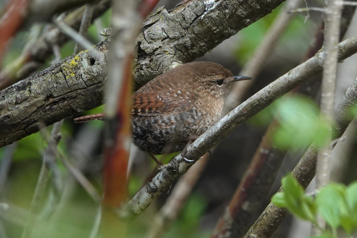 Winter Wren - mc coburn