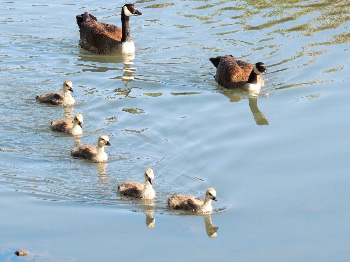 Canada Goose - Mike Hall