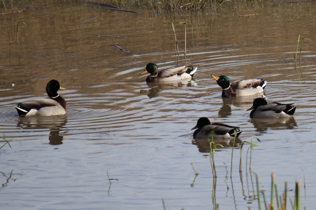 Mallard - Linda Dalton