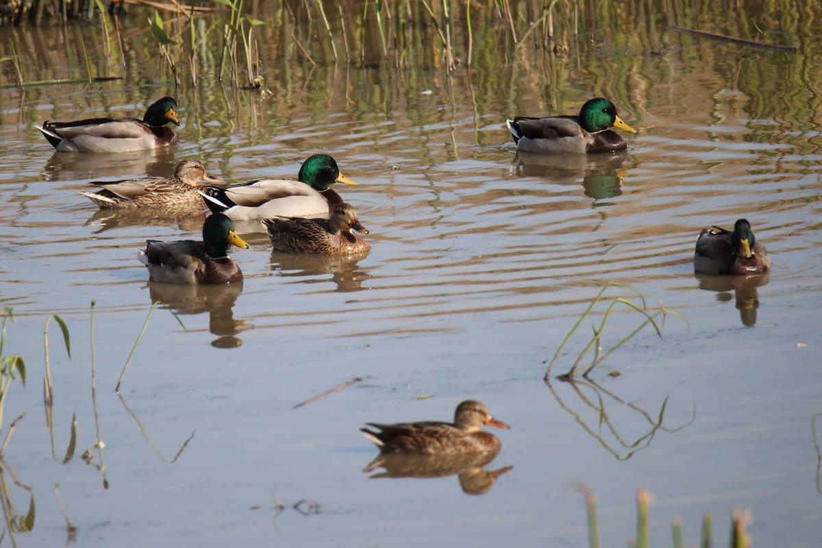 Mallard - Linda Dalton