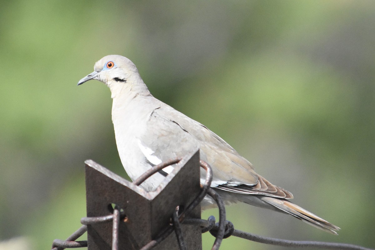 White-winged Dove - ML618782037