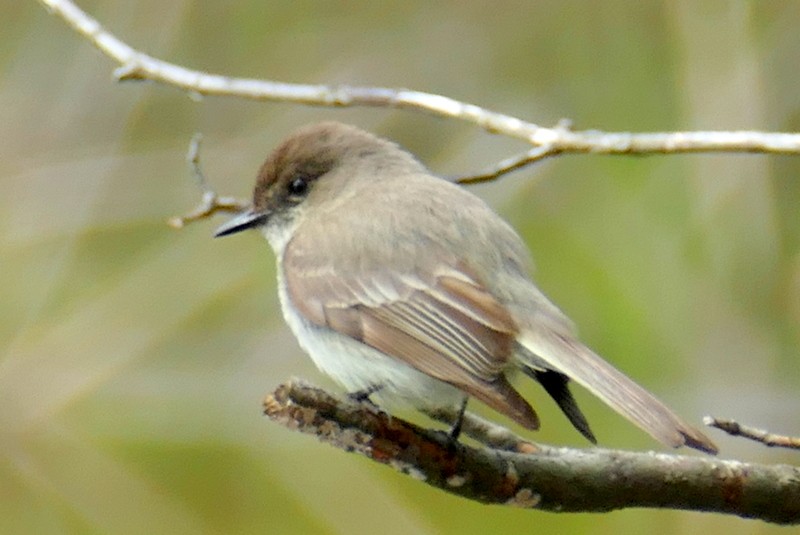 Eastern Phoebe - Brad Woodward