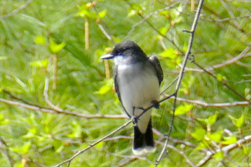 Eastern Kingbird - Brad Woodward