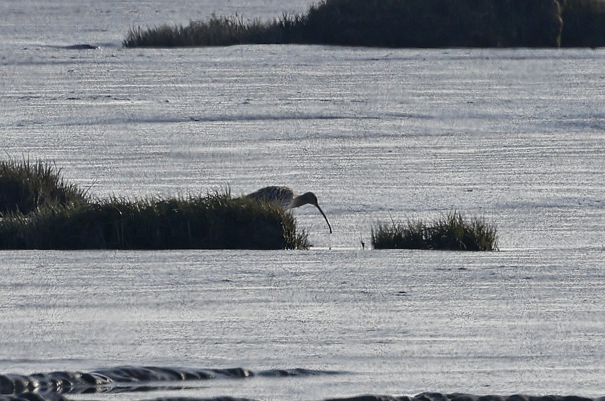 Eurasian Curlew - Paul Chapman