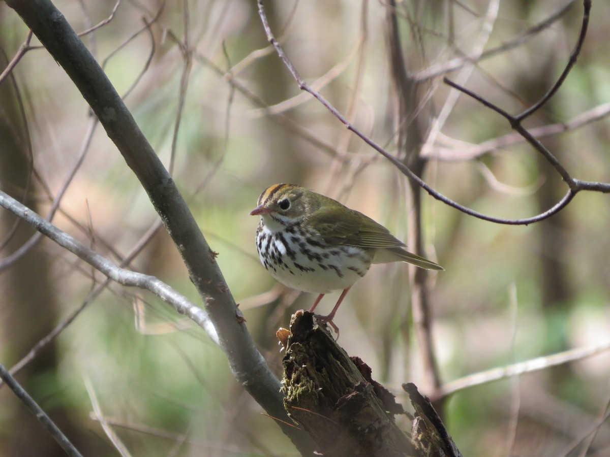 Ovenbird - ML618782051