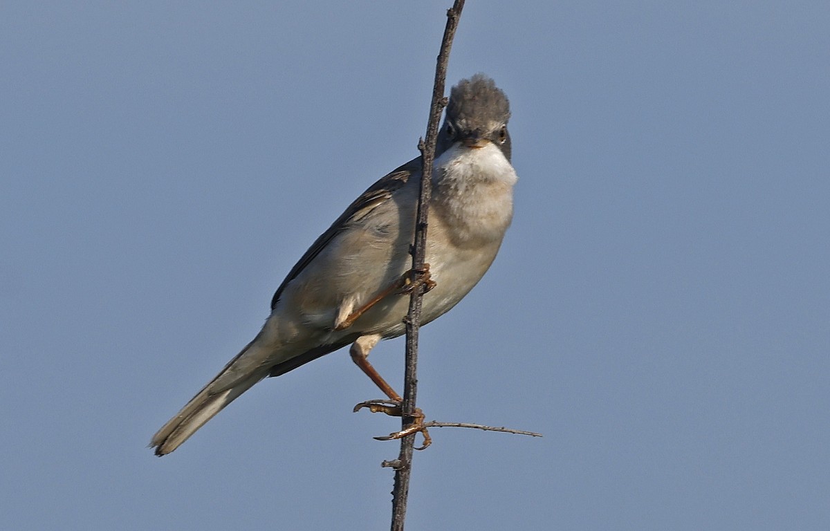 Greater Whitethroat - Paul Chapman