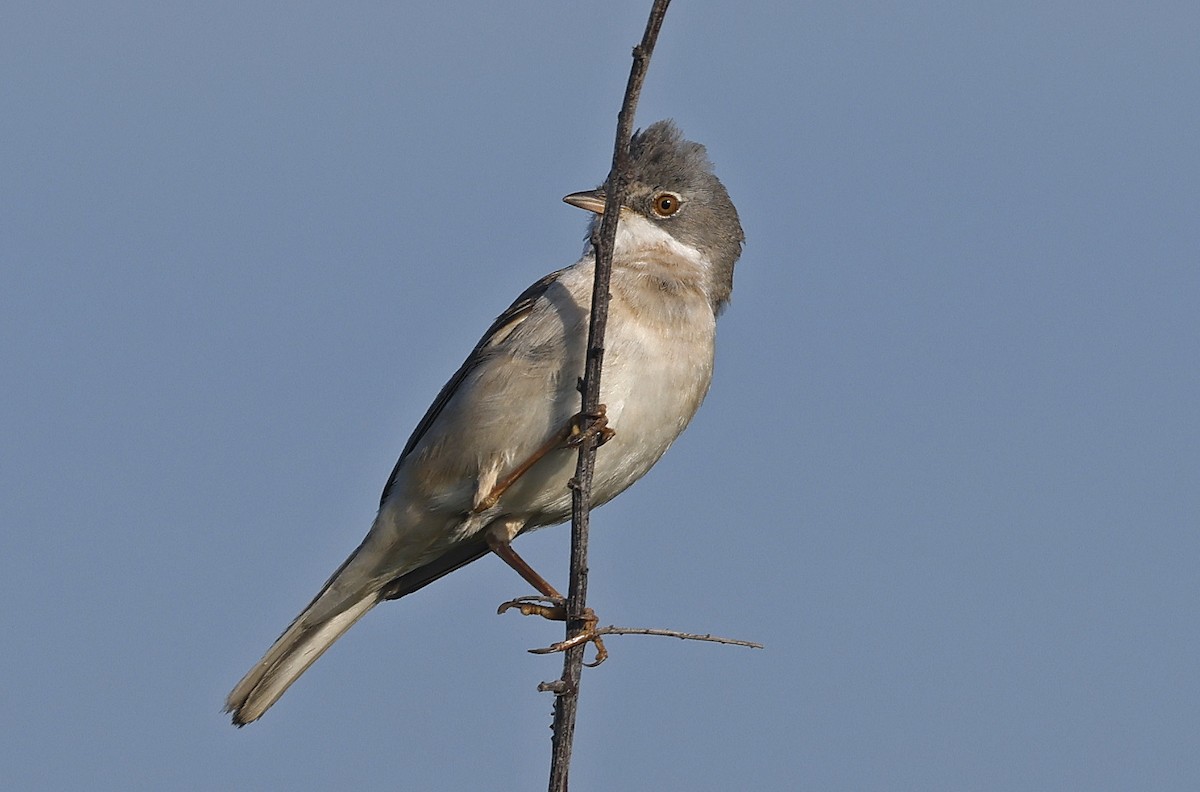 Greater Whitethroat - Paul Chapman