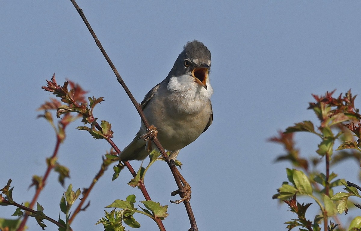 Greater Whitethroat - Paul Chapman