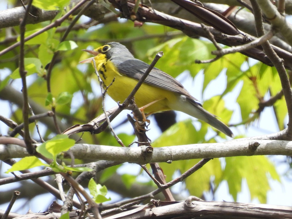 Canada Warbler - ML618782092