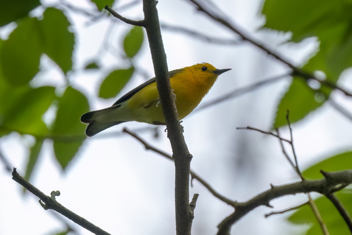 Prothonotary Warbler - ML618782119