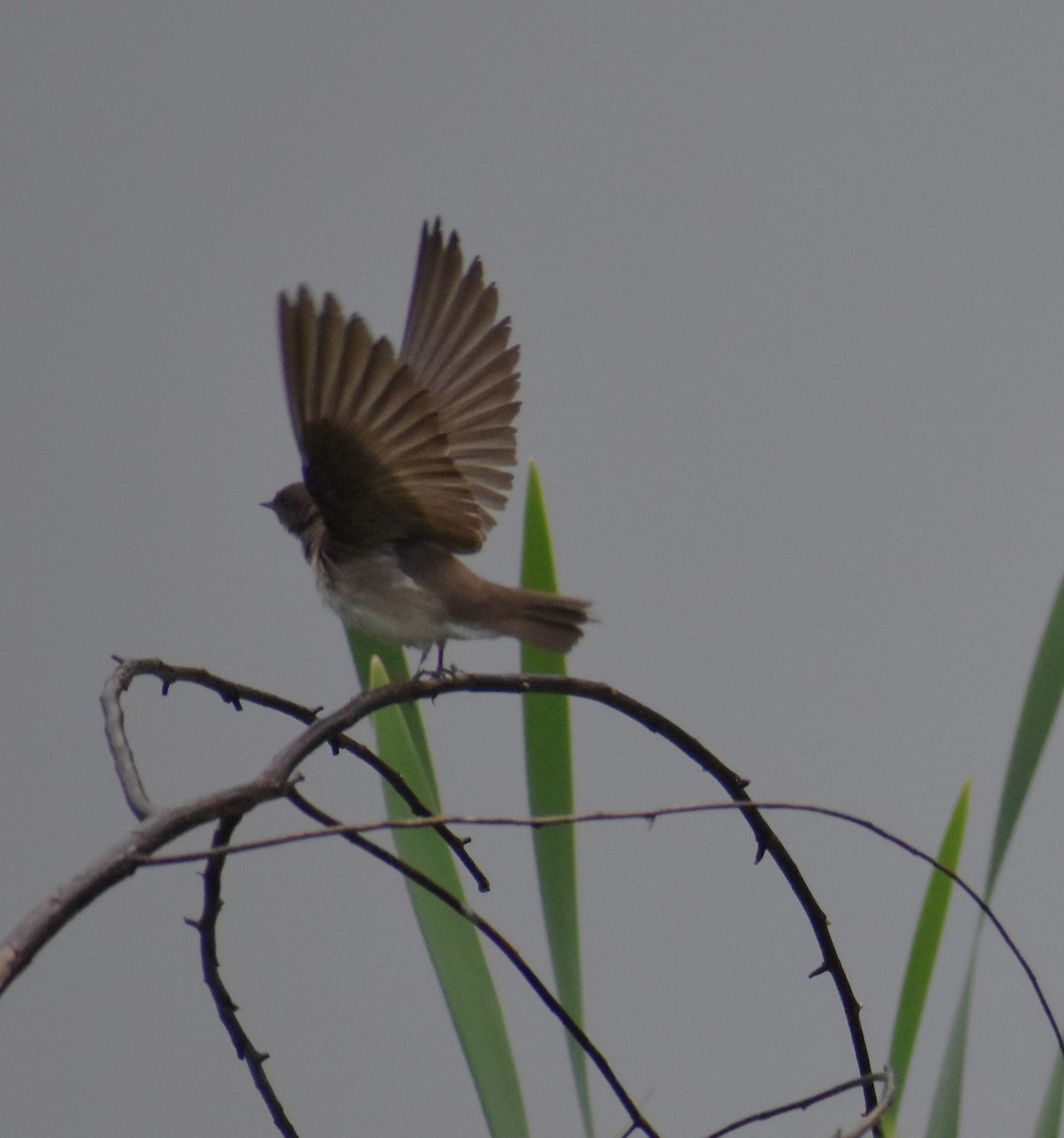 Northern Rough-winged Swallow - ML618782137