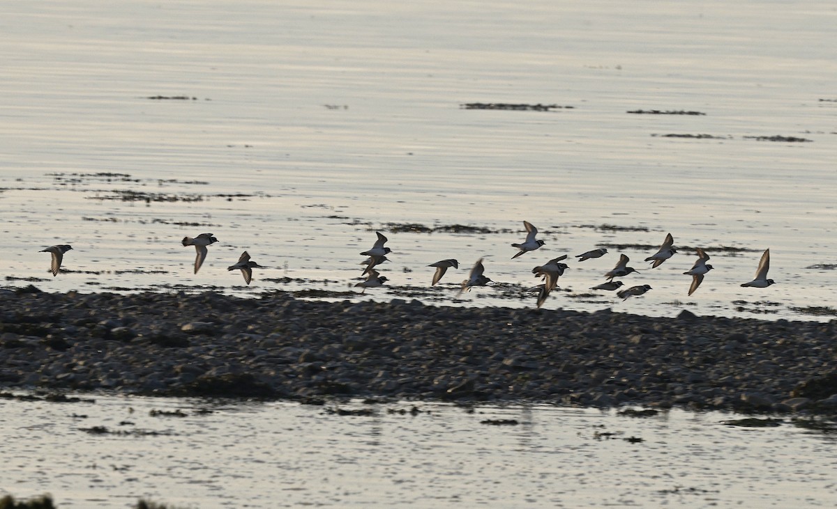 Common Ringed Plover - Paul Chapman