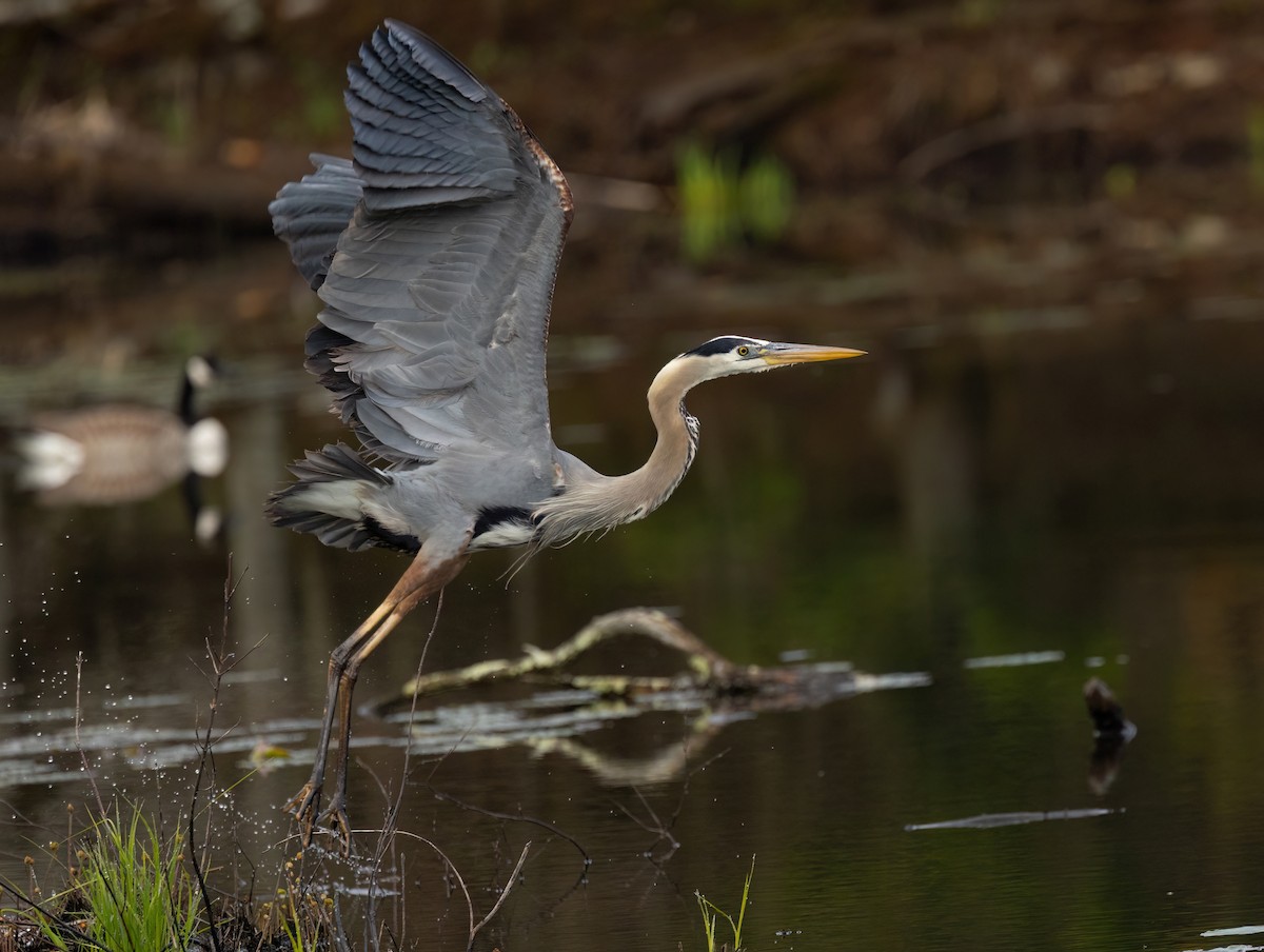 Great Blue Heron - Julie Paquette