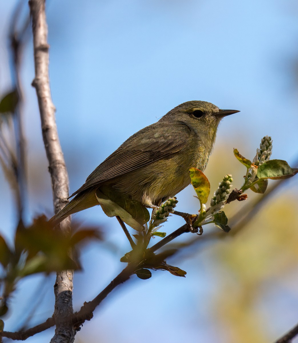 Orange-crowned Warbler - Nicole Kaufmann