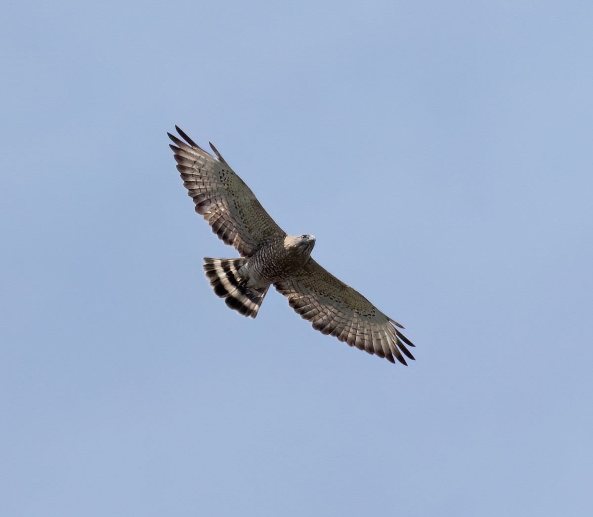 Broad-winged Hawk - Julie Paquette