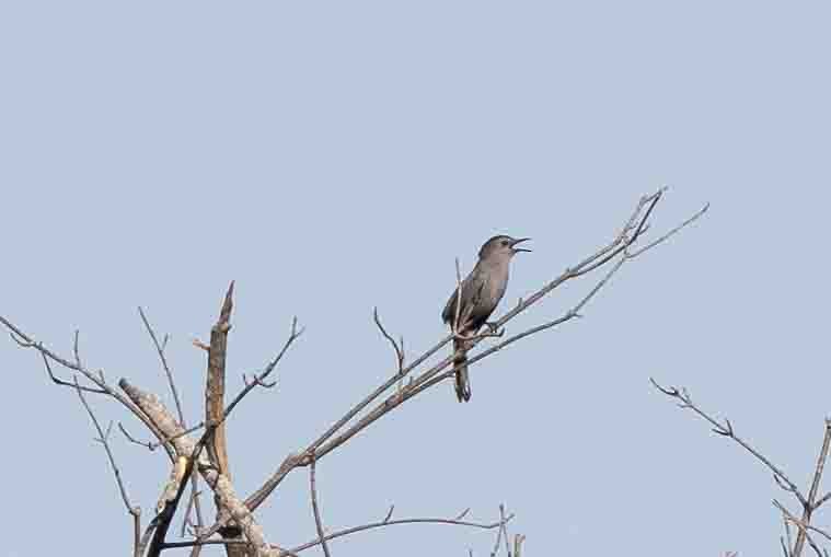 Gray Catbird - Ann Van Sant