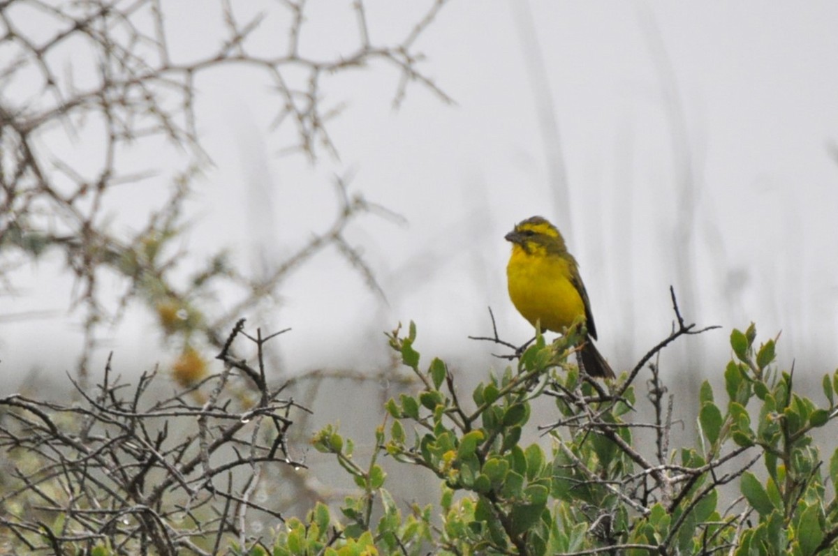 Yellow Canary - ML618782208