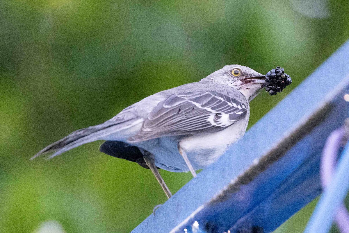 Northern Mockingbird - Ann Van Sant