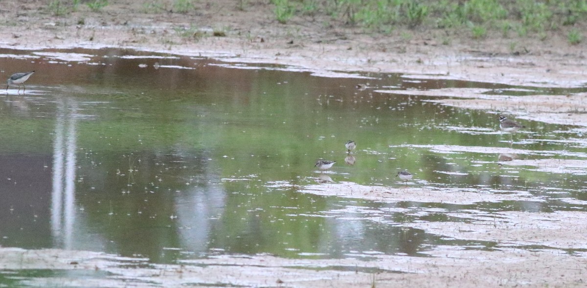 pygmésnipe - ML618782226