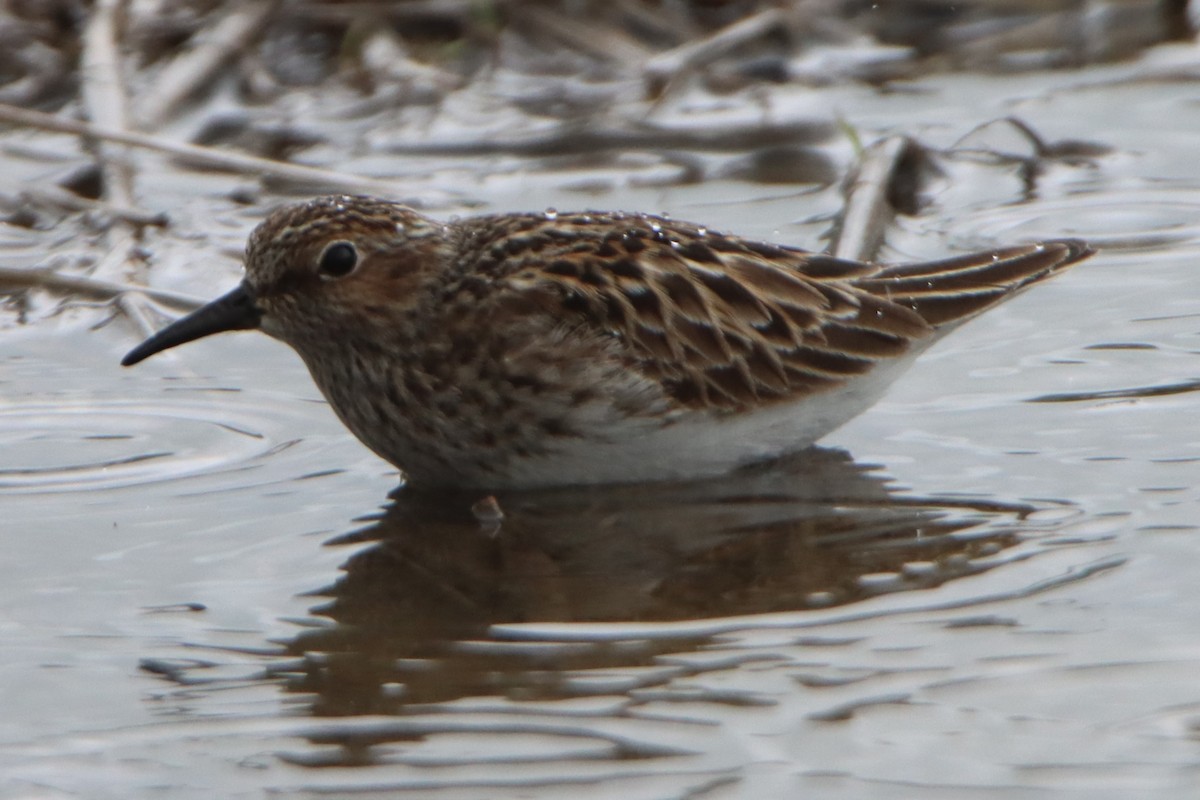 Least Sandpiper - Sandy C