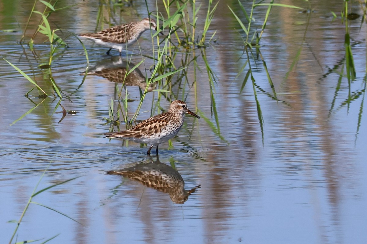 White-rumped Sandpiper - ML618782249