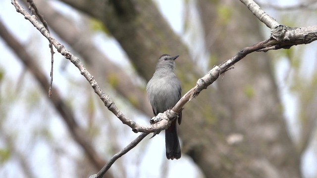 Moqueur chat - ML618782262