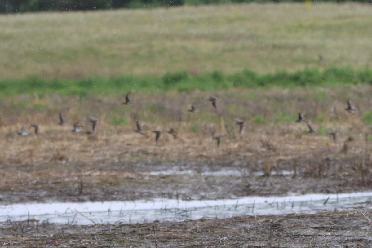 Least Sandpiper - Sandy C