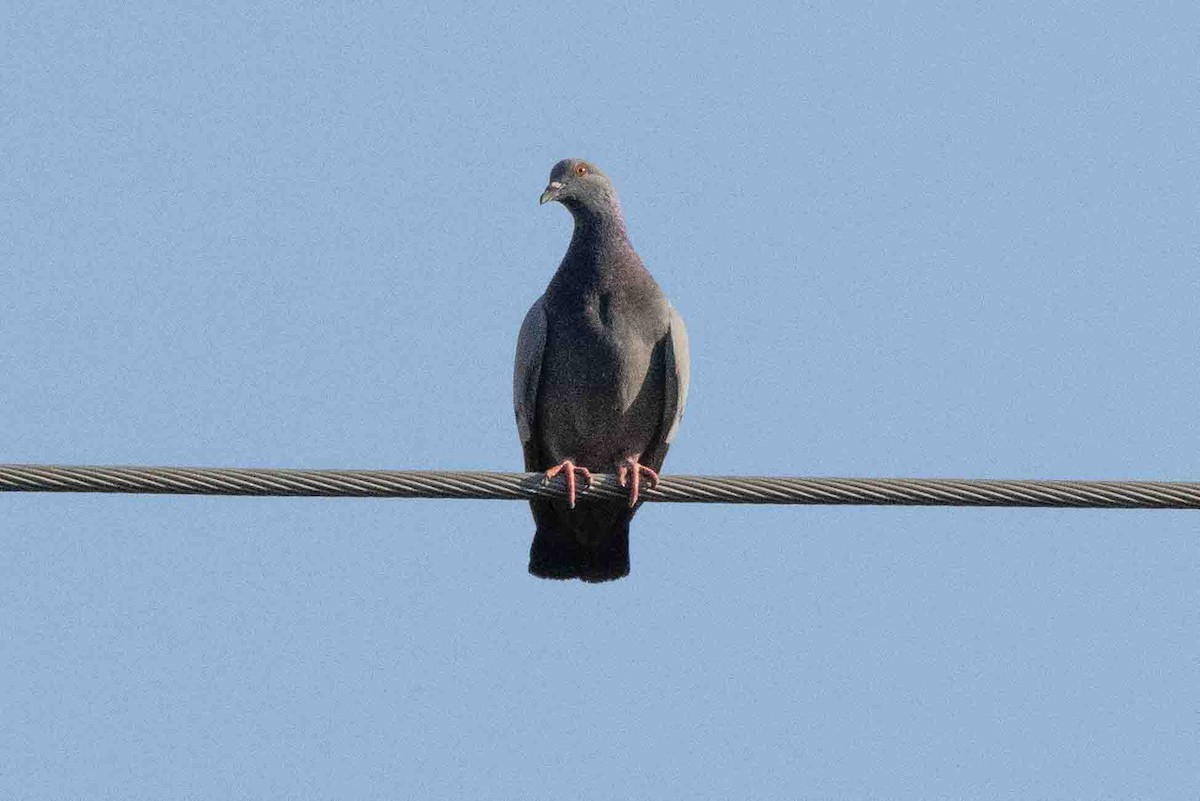 Rock Pigeon (Feral Pigeon) - Ann Van Sant