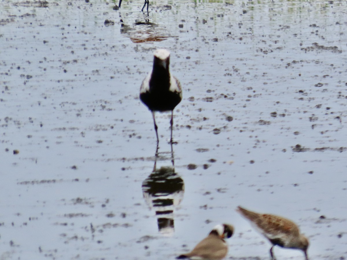 Black-bellied Plover - Craig Watson