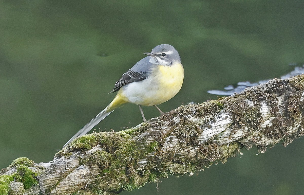 Gray Wagtail - Paul Chapman