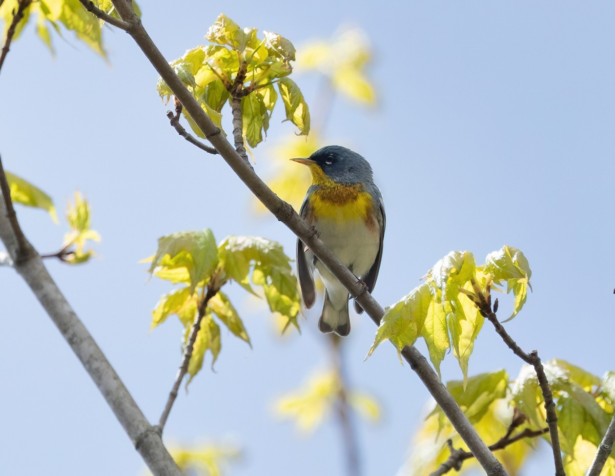 Northern Parula - Julie Paquette