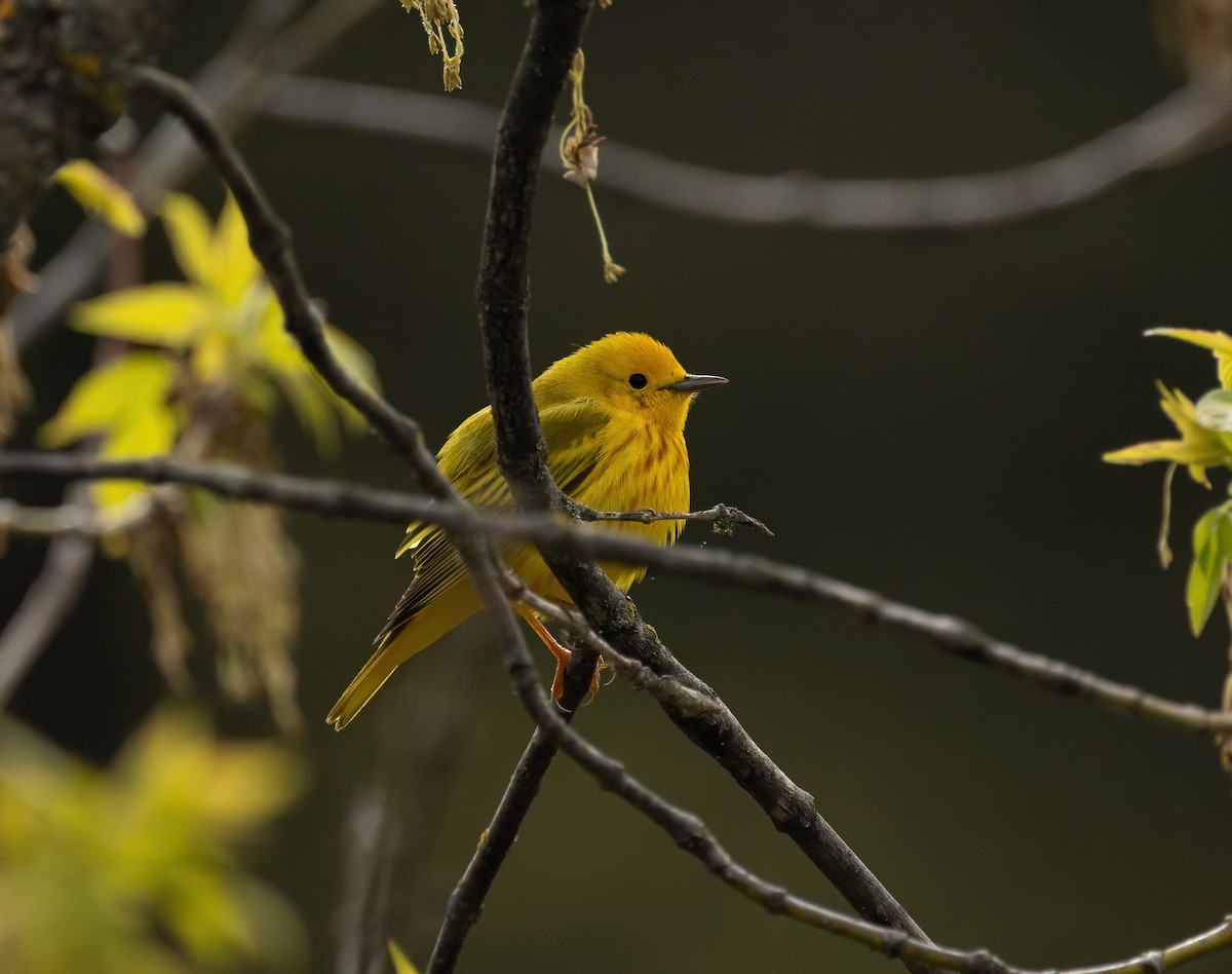 Yellow Warbler - Julie Paquette